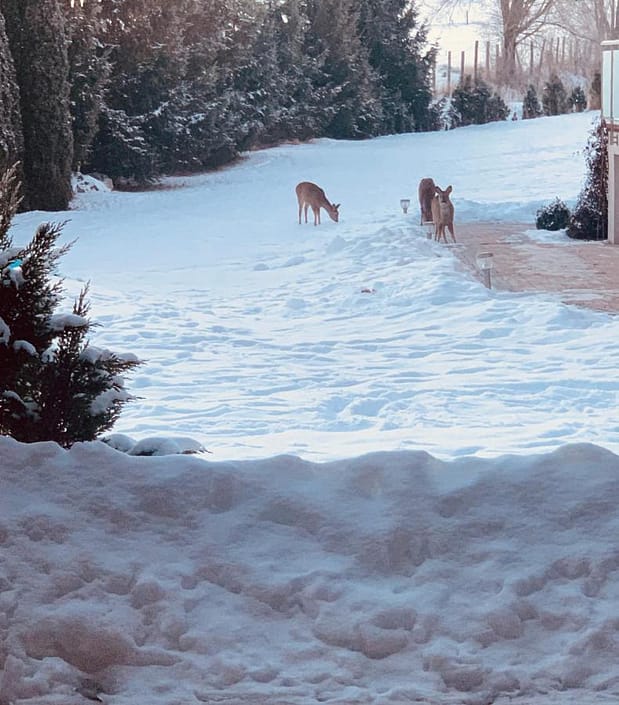 Rehe im Schnee Abhang