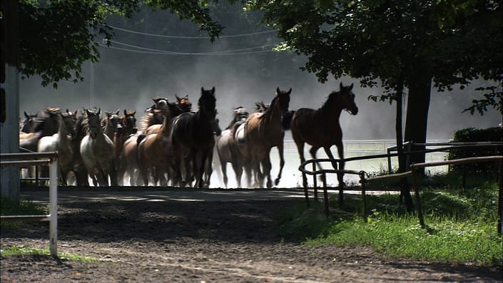Jungpferde des polnischen Staatsgestütes Janow-Podlaski